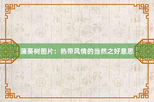 蒲葵树图片：热带风情的当然之好意思